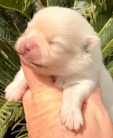 AKC 9, a female Pomeranian for sale in Pace, FL – Photo 5 of 7