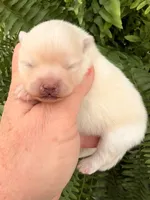 AKC 9, a female Pomeranian for sale in Pace, FL – Photo 6 of 7