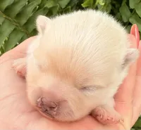 AKC 9, a female Pomeranian for sale in Pace, FL – Photo 2 of 7