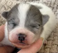 AKC 3, a male Pomeranian for sale in Pace, FL – Photo 2 of 10