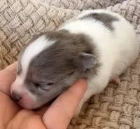 AKC 3, a male Pomeranian for sale in Pace, FL – Photo 3 of 10