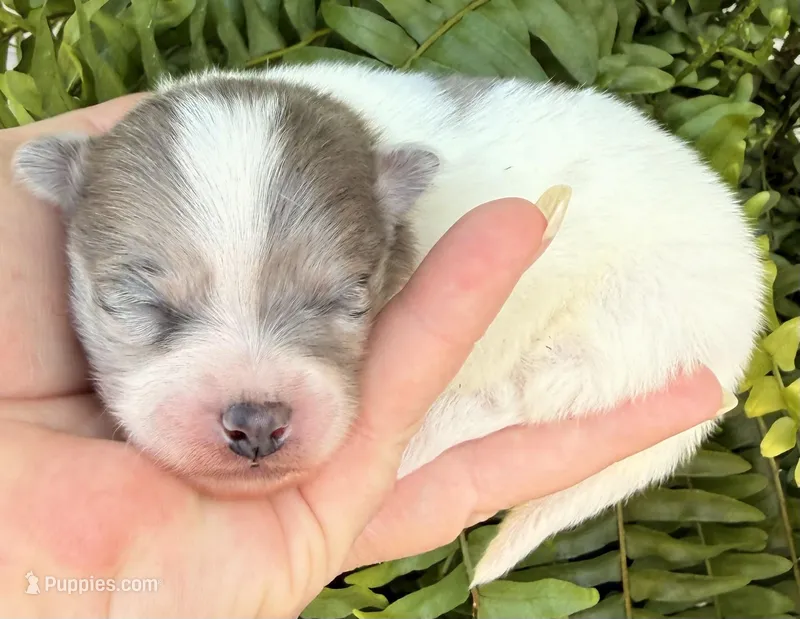 AKC 3 – Pomeranian puppy for sale in Pace, FL