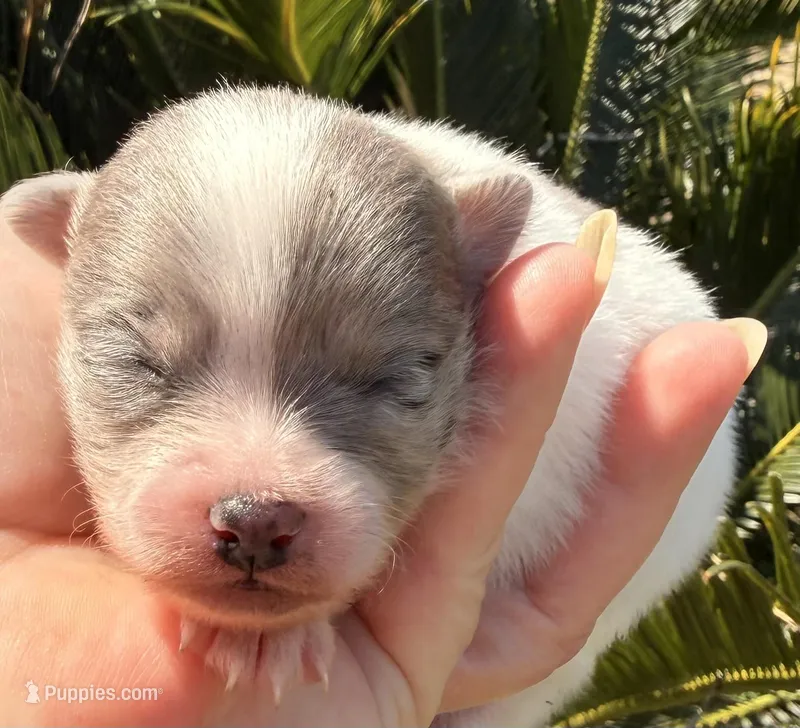 AKC 3 – Pomeranian puppy for sale in Pace, FL