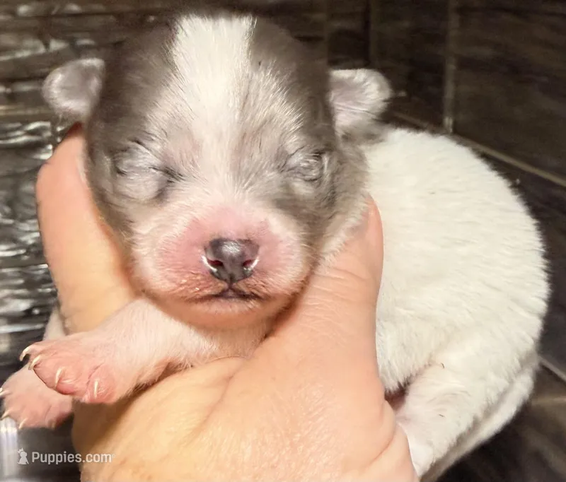 AKC 3 – Pomeranian puppy for sale in Pace, FL