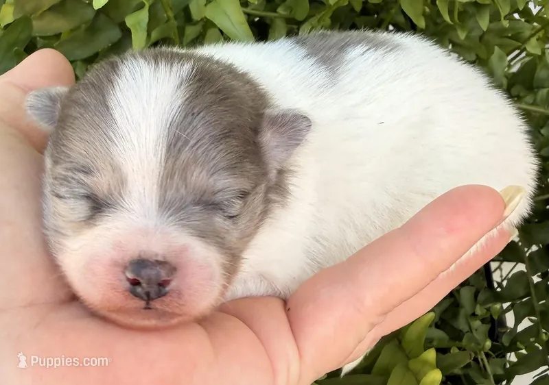 AKC 3 – Pomeranian puppy for sale in Pace, FL