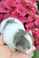 AKC 3, a male Pomeranian for sale in Pace, FL – Photo 7 of 10