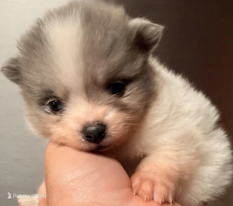 AKC 3 – Pomeranian puppy for sale in Pace, FL