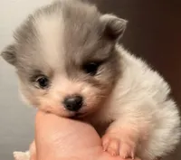 AKC 3, a male Pomeranian for sale in Pace, FL – 9 of 10