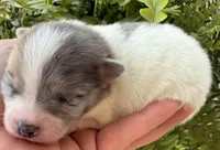 AKC 3, a male Pomeranian for sale in Pace, FL – Photo 10 of 10