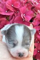 AKC 3, a male Pomeranian for sale in Pace, FL – Photo 5 of 10