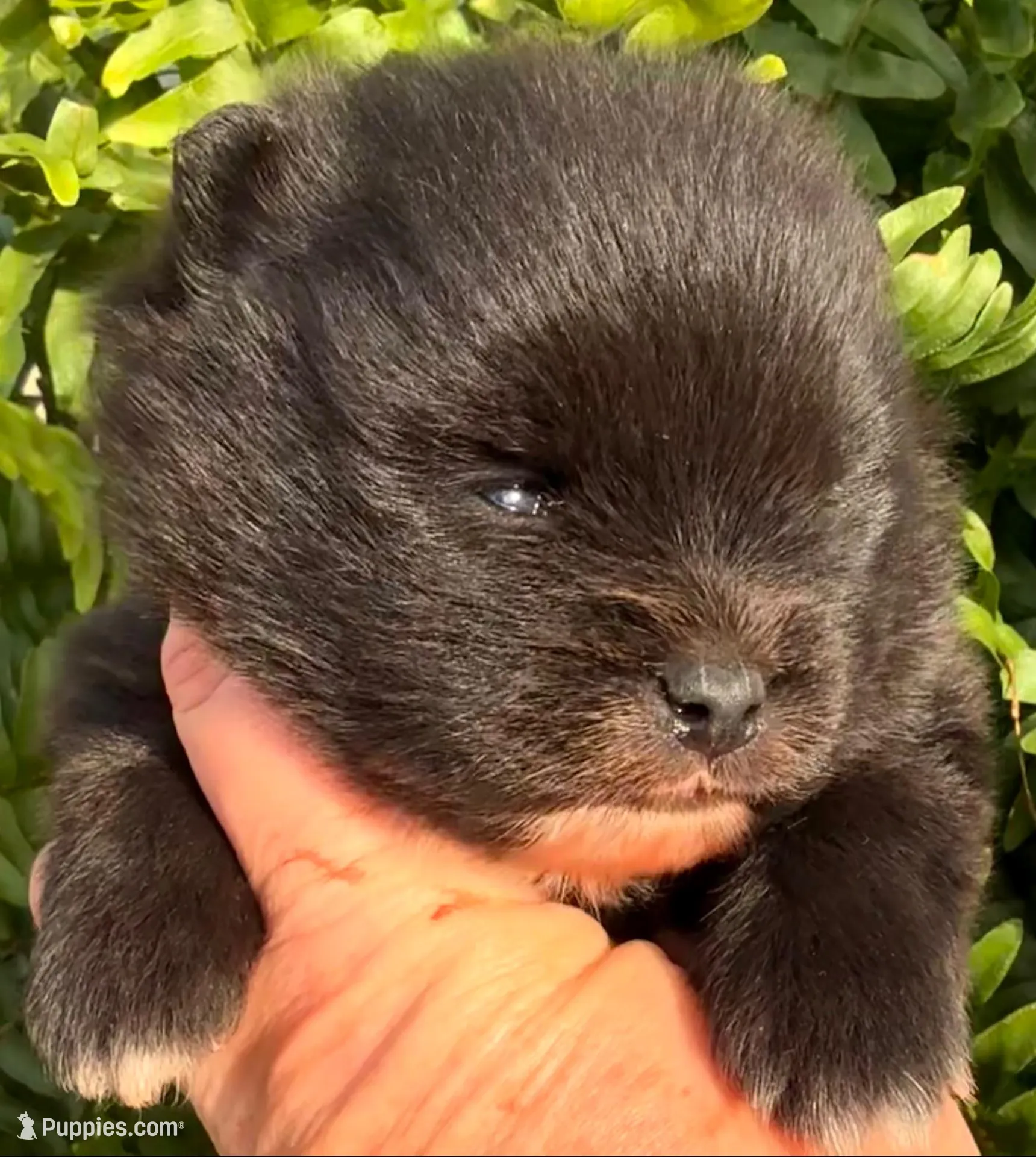 AKC 6 – Pomeranian puppy for sale in Pace, FL