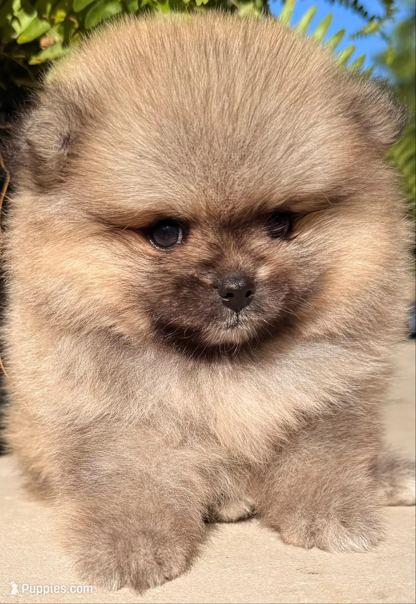 AKC 8, a female Pomeranian for sale in Pace, FL – 1 of 10