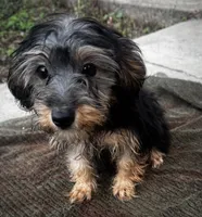 Sussi, a female Yorkshire Terrier for sale in Philadelphia, PA – 2 of 4