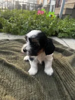 Bingo, a male Yorkshire Terrier for sale in Philadelphia, PA – 4 of 4