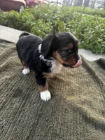 Roxxy, a female Yorkshire Terrier for sale in Philadelphia, PA – 4 of 5