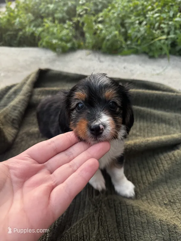 Roxxy – Yorkshire Terrier puppy for sale in Philadelphia, PA