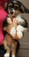 Roxxy, a female Yorkshire Terrier for sale in Philadelphia, PA – 9 of 10