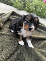 Roxxy, a female Yorkshire Terrier for sale in Philadelphia, PA – 2 of 5