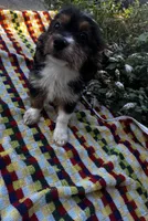 Roxxy, a female Yorkshire Terrier for sale in Philadelphia, PA – 7 of 10