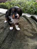 Roxxy, a female Yorkshire Terrier for sale in Philadelphia, PA – 5 of 5