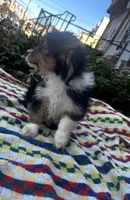Roxxy, a female Yorkshire Terrier for sale in Philadelphia, PA – 6 of 10