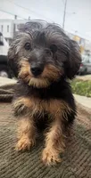 Sussi, a female Yorkshire Terrier for sale in Philadelphia, PA – 3 of 4
