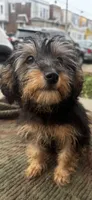 Sussi, a female Yorkshire Terrier for sale in Philadelphia, PA – 4 of 4