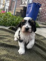 Bingo, a male Yorkshire Terrier for sale in Philadelphia, PA – 2 of 4