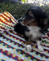 Roxxy, a female Yorkshire Terrier for sale in Philadelphia, PA – 8 of 10