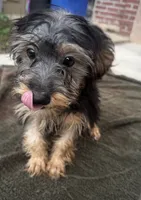 Sussi, a female Yorkshire Terrier for sale in Philadelphia, PA – 1 of 4
