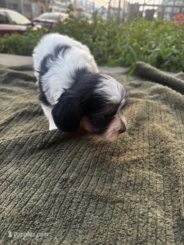 Bingo – Yorkshire Terrier puppy for sale in Philadelphia, PA