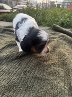 Bingo, a male Yorkshire Terrier for sale in Philadelphia, PA – 1 of 4