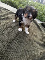 Roxxy, a female Yorkshire Terrier for sale in Philadelphia, PA – 3 of 5