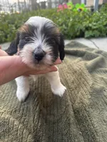 Bingo, a male Yorkshire Terrier for sale in Philadelphia, PA – 3 of 4