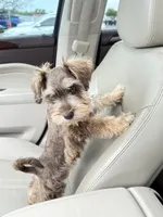 Morocco, a male Miniature Schnauzer for sale in Oklahoma City, OK – 1 of 5