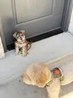 Morocco, a male Miniature Schnauzer for sale in Oklahoma City, OK – 5 of 5