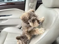 Morocco, a male Miniature Schnauzer for sale in Oklahoma City, OK – 2 of 5