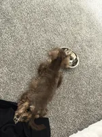 Morocco, a male Miniature Schnauzer for sale in Oklahoma City, OK – 4 of 5