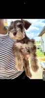 Morocco, a male Miniature Schnauzer for sale in Oklahoma City, OK – 3 of 5