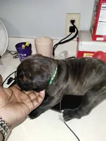 processed/2474895d-5cc5-4e2b-91af-97ff9238bdaf/listing/735b26cc-4c7a-4781-b6a2-6f10ab5ed4df/4e7ca5b7-731c-4adb-a283-3baffd96bc2b