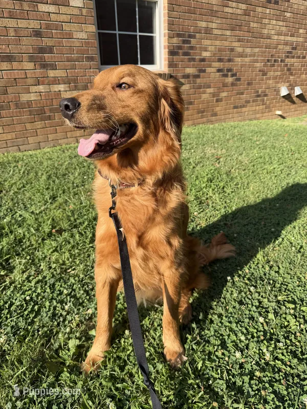 Goose – Golden Retriever puppy for sale in Clarksville, TN