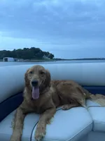 Goose, a male Golden Retriever for sale in Clarksville, TN – 2 of 3