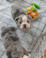 Waffles, a female Olde English Bulldogge for sale in New Bedford, MA – Photo 6 of 10