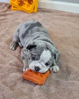 Waffles, a female Olde English Bulldogge for sale in New Bedford, MA – Photo 4 of 10