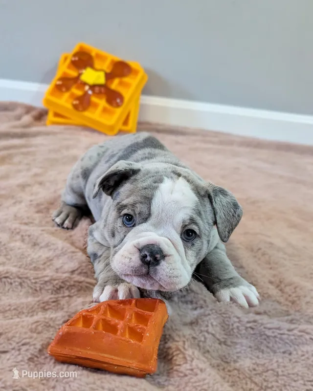 Waffles – Olde English Bulldogge puppy for sale in New Bedford, MA