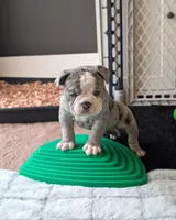 Waffles, a female Olde English Bulldogge for sale in New Bedford, MA – Photo 5 of 10