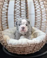 Waffles, a female Olde English Bulldogge for sale in New Bedford, MA – Photo 8 of 10