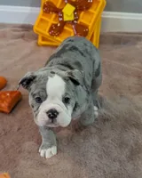 Waffles, a female Olde English Bulldogge for sale in New Bedford, MA – Photo 3 of 10