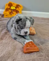 Waffles, a female Olde English Bulldogge for sale in New Bedford, MA – Photo 2 of 10