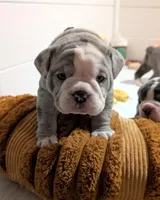 Waffles, a female Olde English Bulldogge for sale in New Bedford, MA – Photo 7 of 10